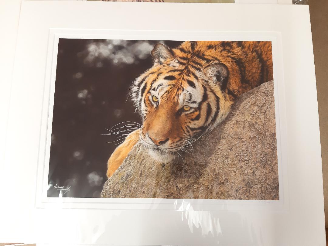 Award winning wildlife artist helping charities through her art, Natalie Mascall events page, Charity auction, art for children, supporting charities,  tiger art donated by Natalie Mascall,
