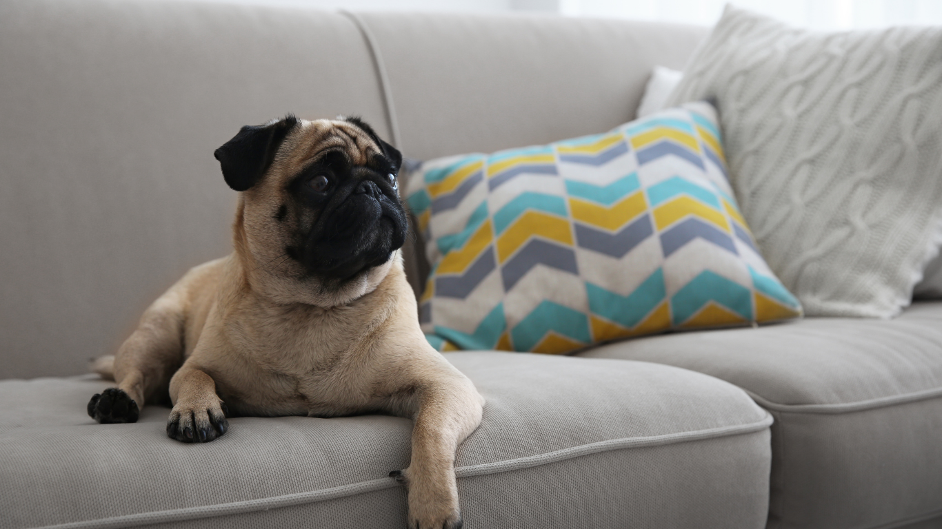 A pug dog is laying on a couch next to a pillow.