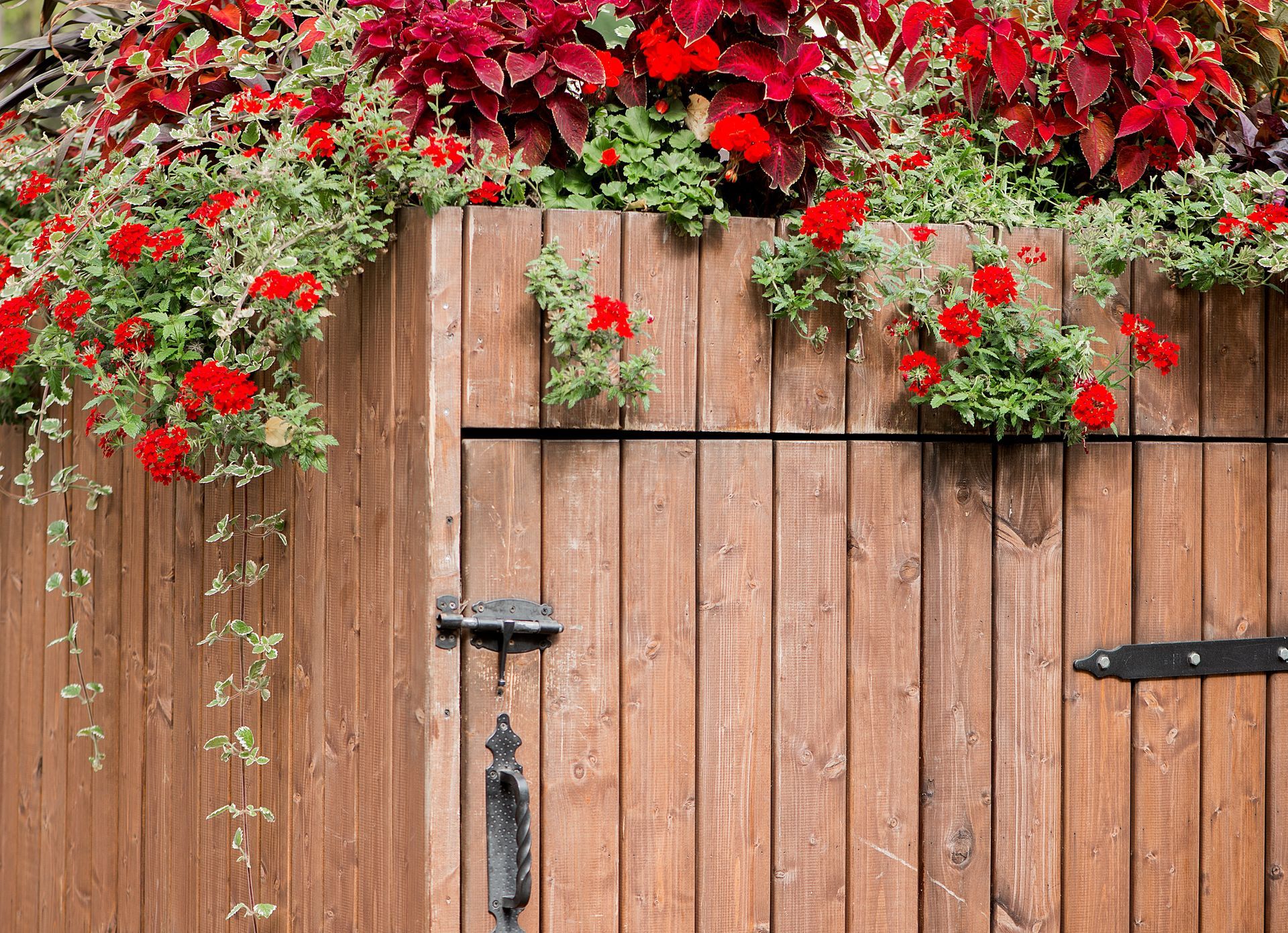 Flowering shrubs for Colorado garden with vibrant pink and yellow blooms against a sunny mountain 