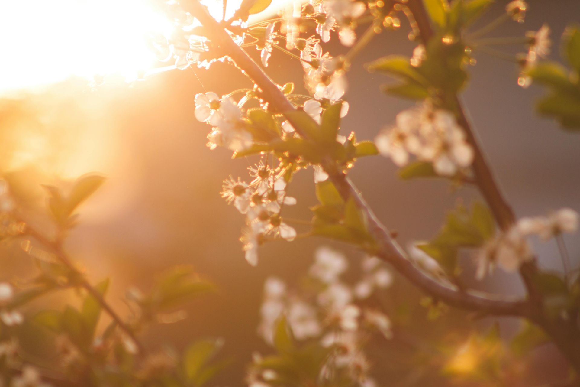 The sun is shining through the branches of a cherry blossom tree.