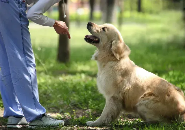 Una persona è in piedi accanto a un cane seduto sull'erba.