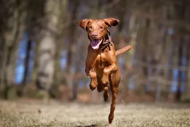 Un cane marrone corre attraverso un campo nel bosco.