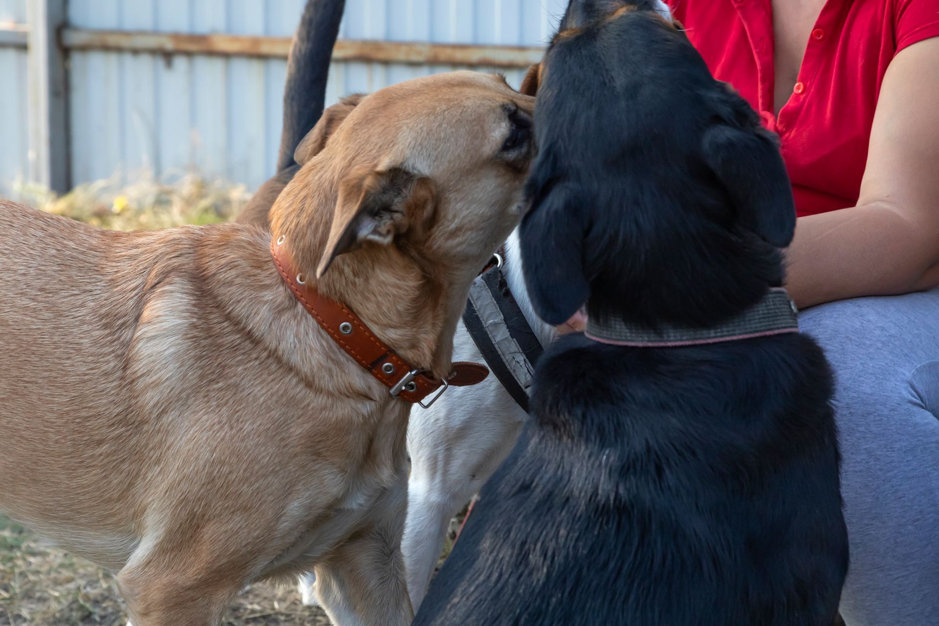 Una donna è seduta accanto a due cani che si annusano a vicenda.