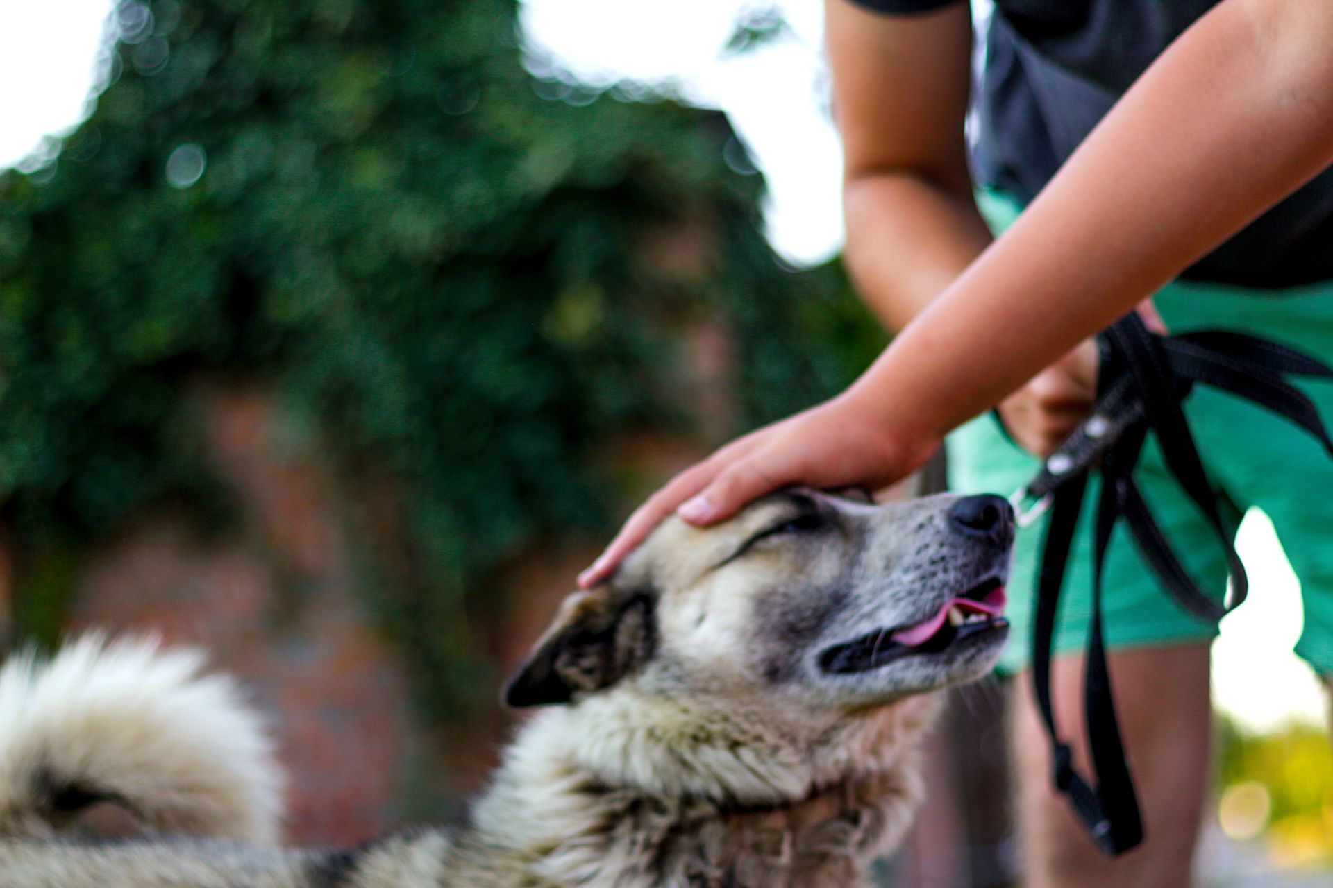 Una persona sta accarezzando la testa di un cane.