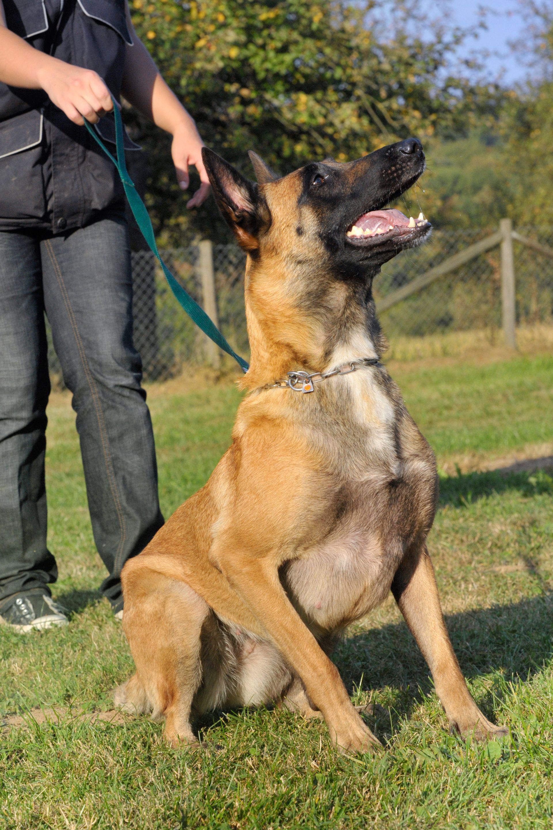 Un cane è seduto sull'erba accanto a una persona al guinzaglio.