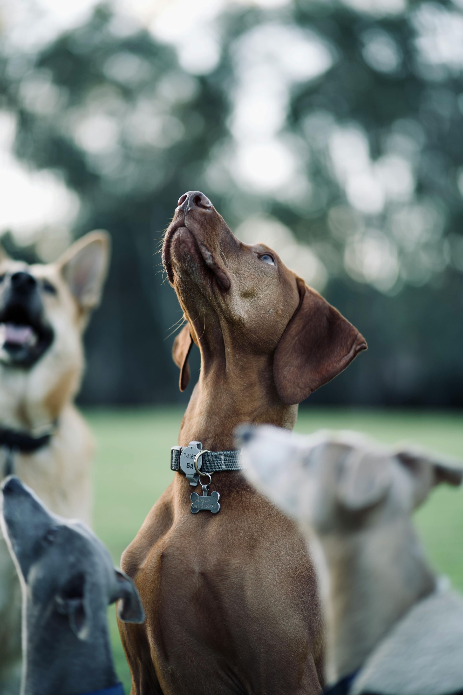 Un gruppo di cani guarda il cielo.