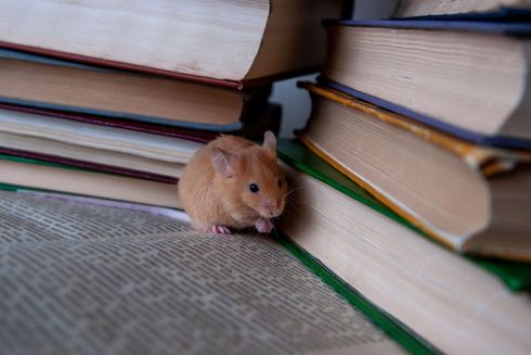 A Mouse Is Sitting On A Stack Of Books | El Centro, CA | IV Termite & Pest Control Inc.