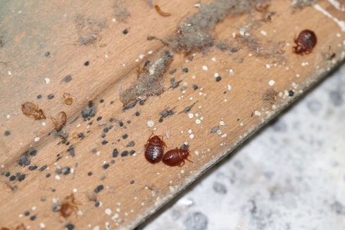A Bunch Of Bedbugs Are Crawling On A Wooden Surface 