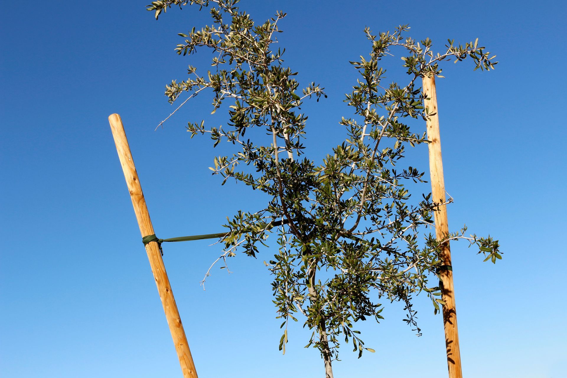 A Tree With A Blue Sky In The Background | El Centro, CA | IV Termite & Pest Control Inc.
