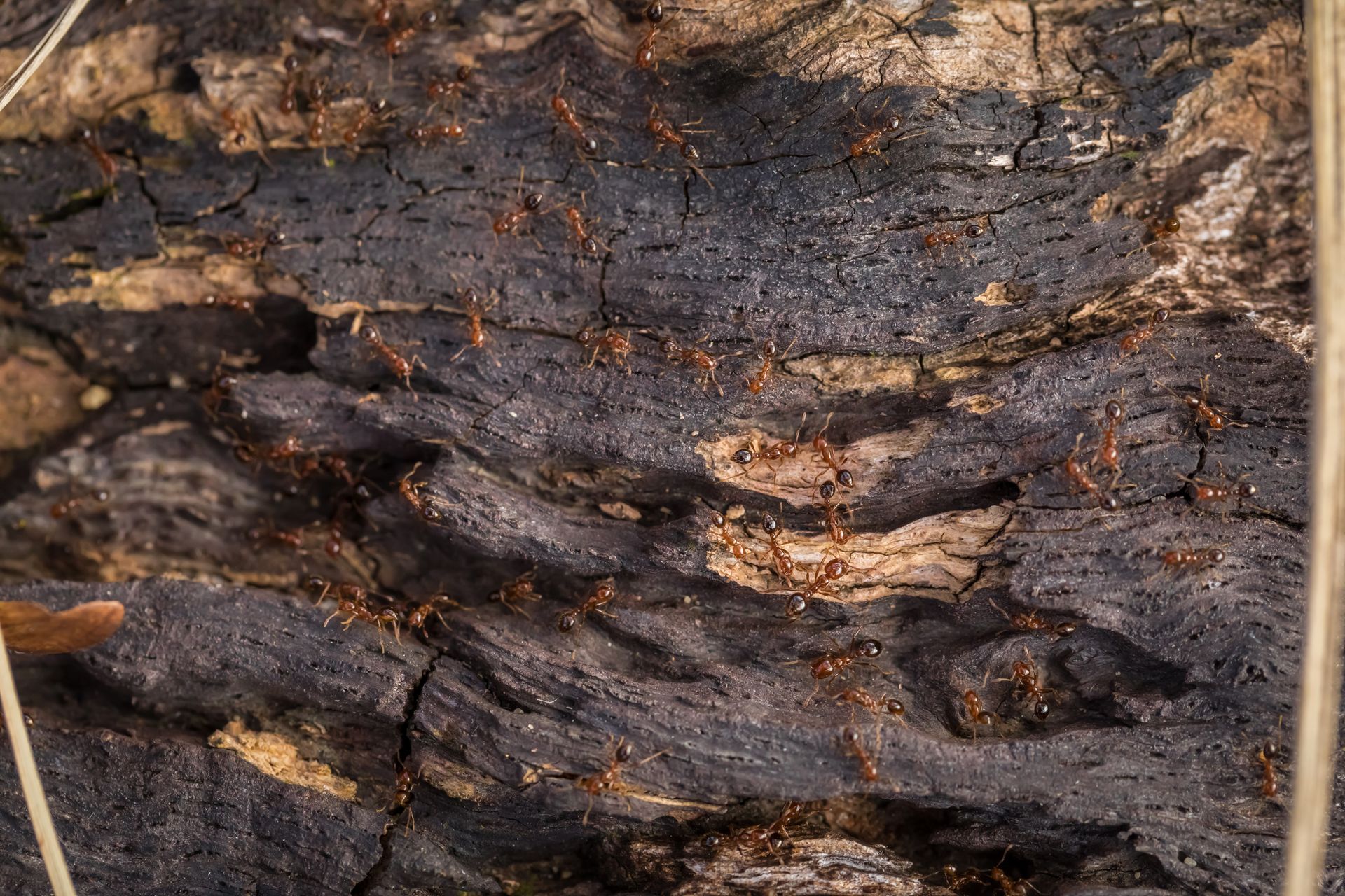 A Group Of Ants Are Crawling On A Piece Of Wood | El Centro, CA | IV Termite & Pest Control Inc.