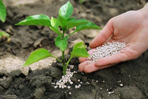 Come preparare il terreno per le piante in vaso - Greenious