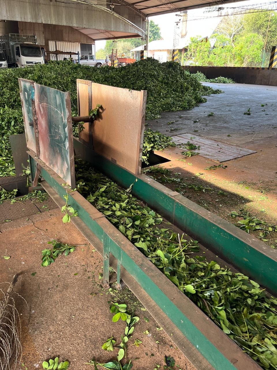 Hojas verdes se desplazan a lo largo de una cinta transportadora industrial 