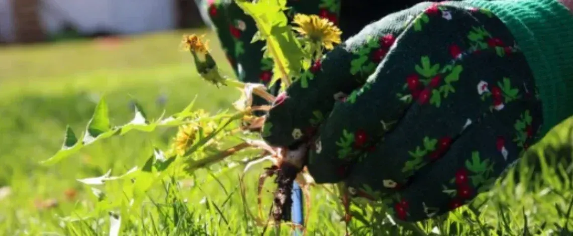 When to Apply Weed Control to Lawn