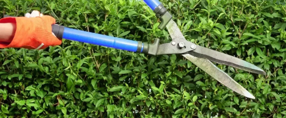 How Often Do Bushes Need To Be Trimmed?