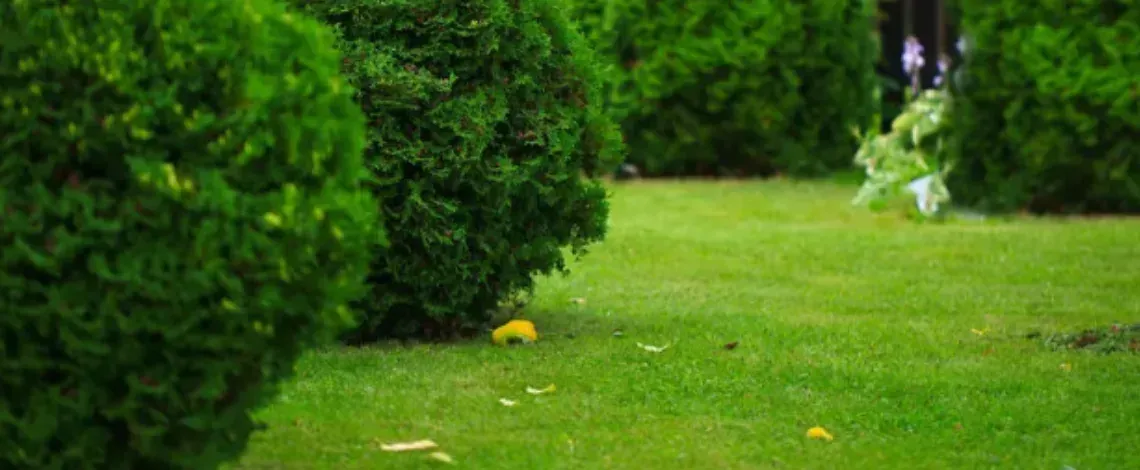How Fast do Emerald Green Arborvitae Grow?