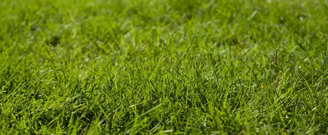 When to Fertilize Lawn in Fall in Texas