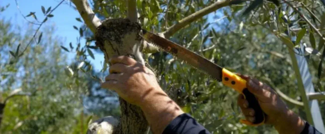 How Often Should You Prune Trees?