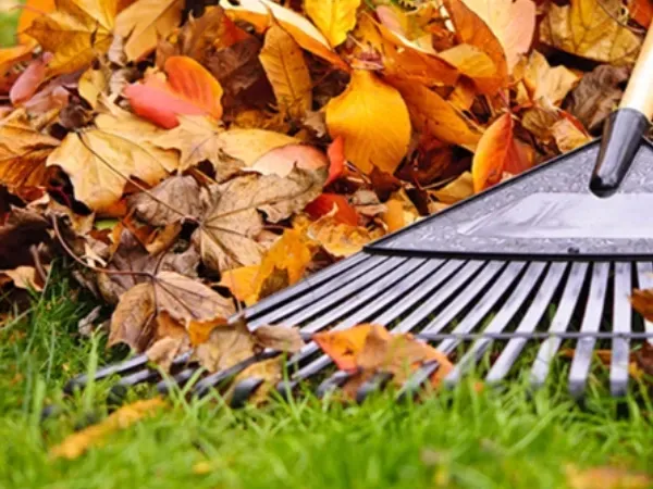 Leaf removal and yard cleanup service in Argyle TX clearing fallen leaves to keep lawns clean and healthy