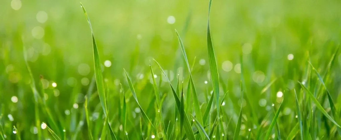 Uncovering the Truth About Mowing Your Lawn After It Rains