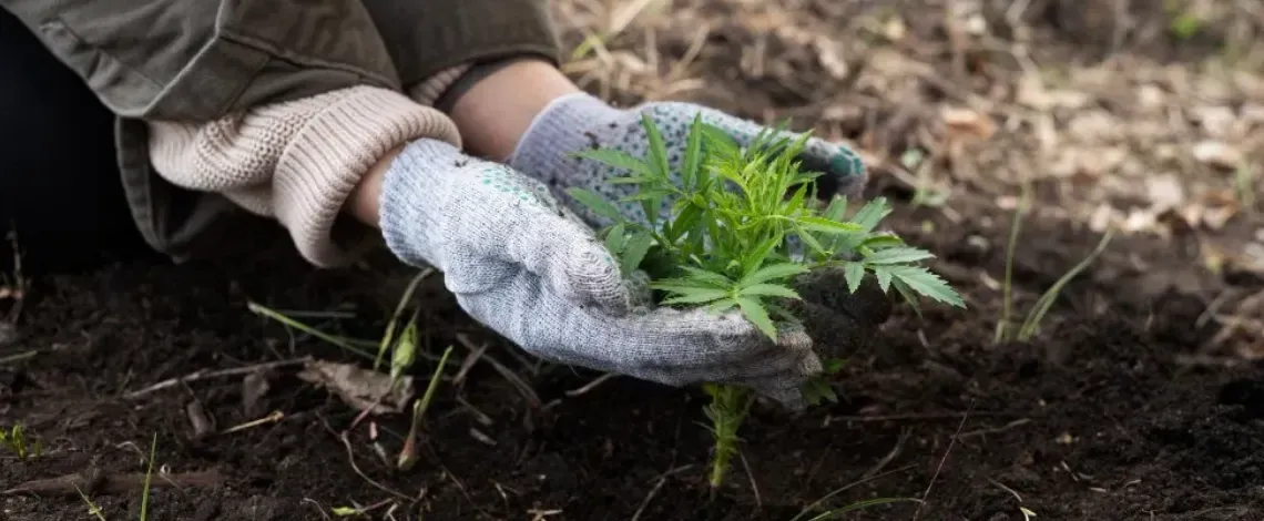 Winter Prep: Fertilization & Weed Control for Your Lawn in November
