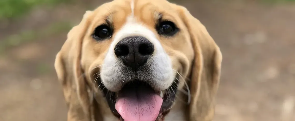 Is Pre-Emergent Safe for Dogs?