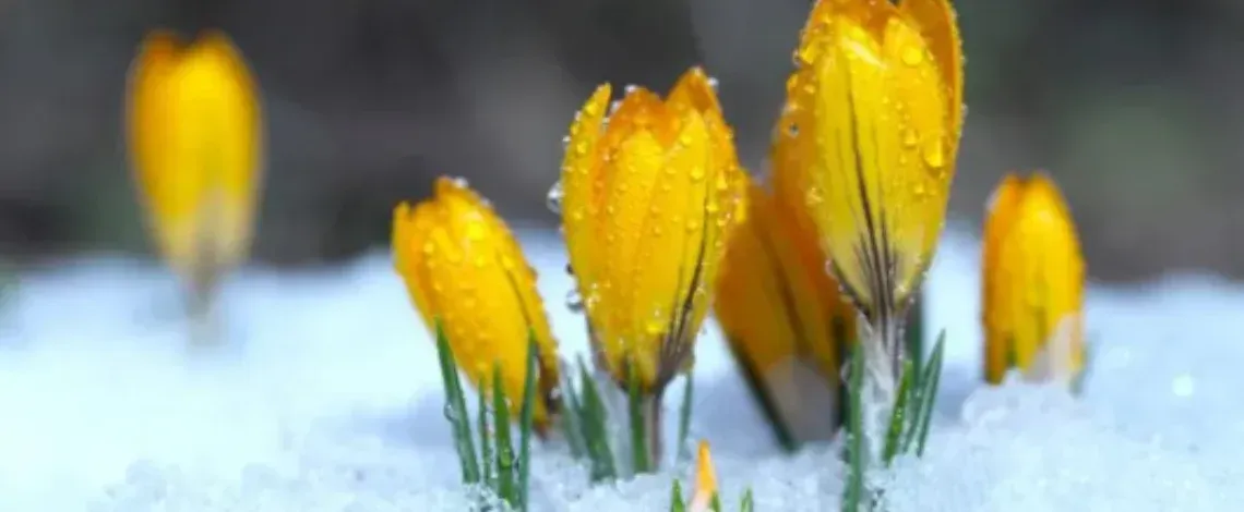 How to Winter-Proof Your Landscape