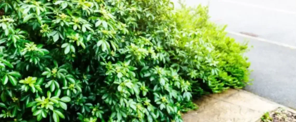 How to Remove a Large Shrub