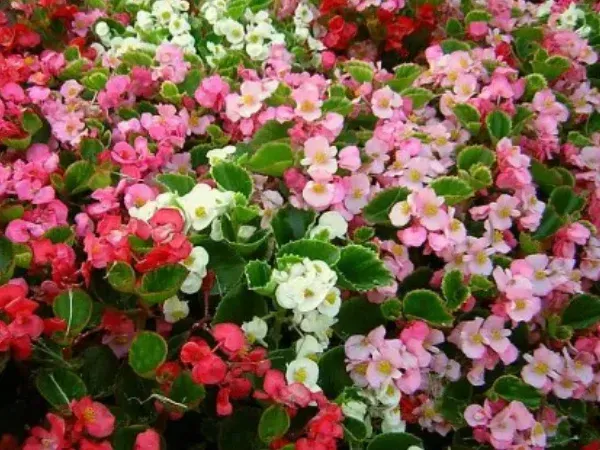 Seasonal annual flower planting in Argyle TX adding vibrant color and curb appeal to residential landscapes