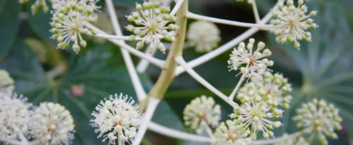 Shade Tolerant Evergreen Shrubs