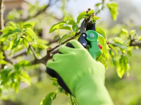 Professional tree trimming and pruning service in Argyle TX improving tree health, structure, and safety for residential properties