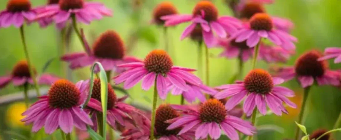 Plants for Walkway Landscaping