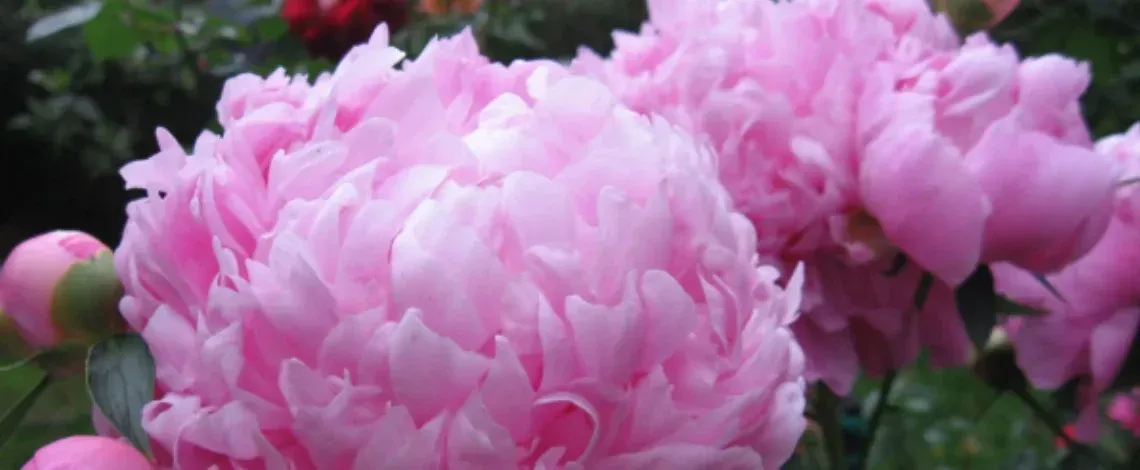 Plants to Grow During Winter
