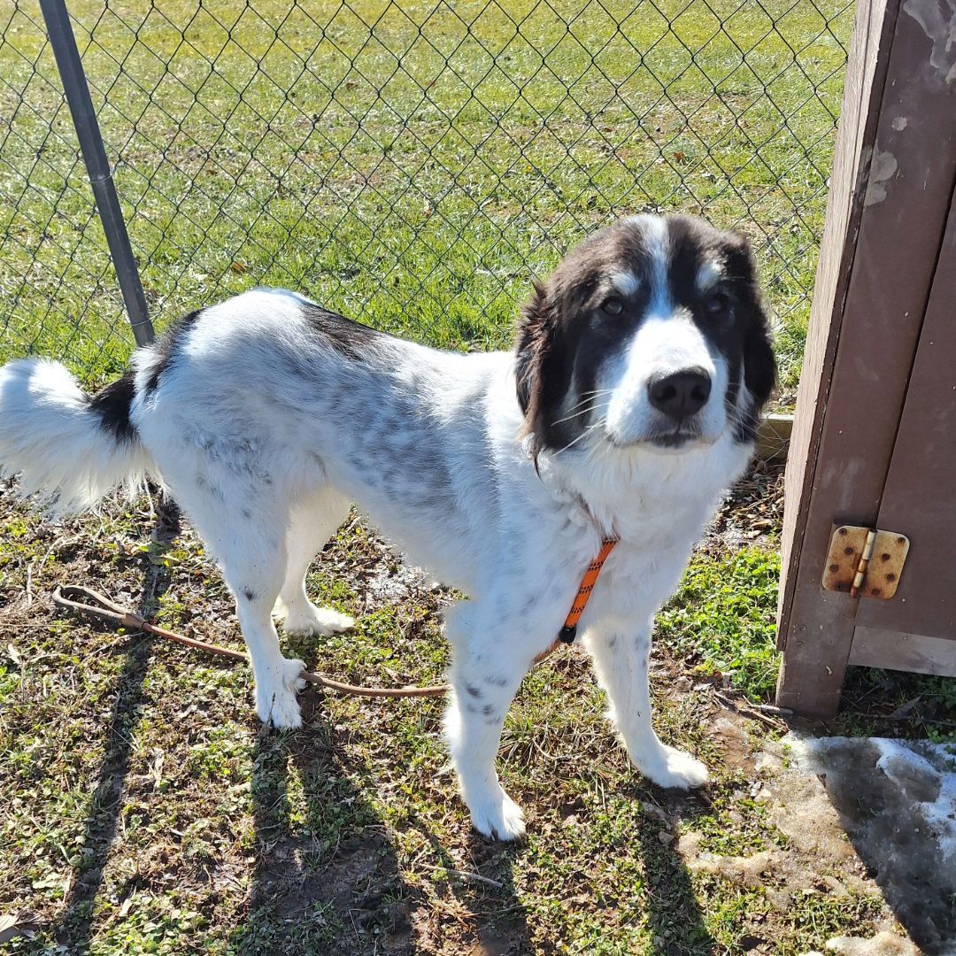 A black and white dog is standing in the grass next to a chain link fence.