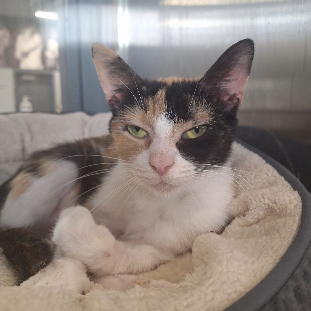 A calico cat is laying on a blanket in a dog bed.