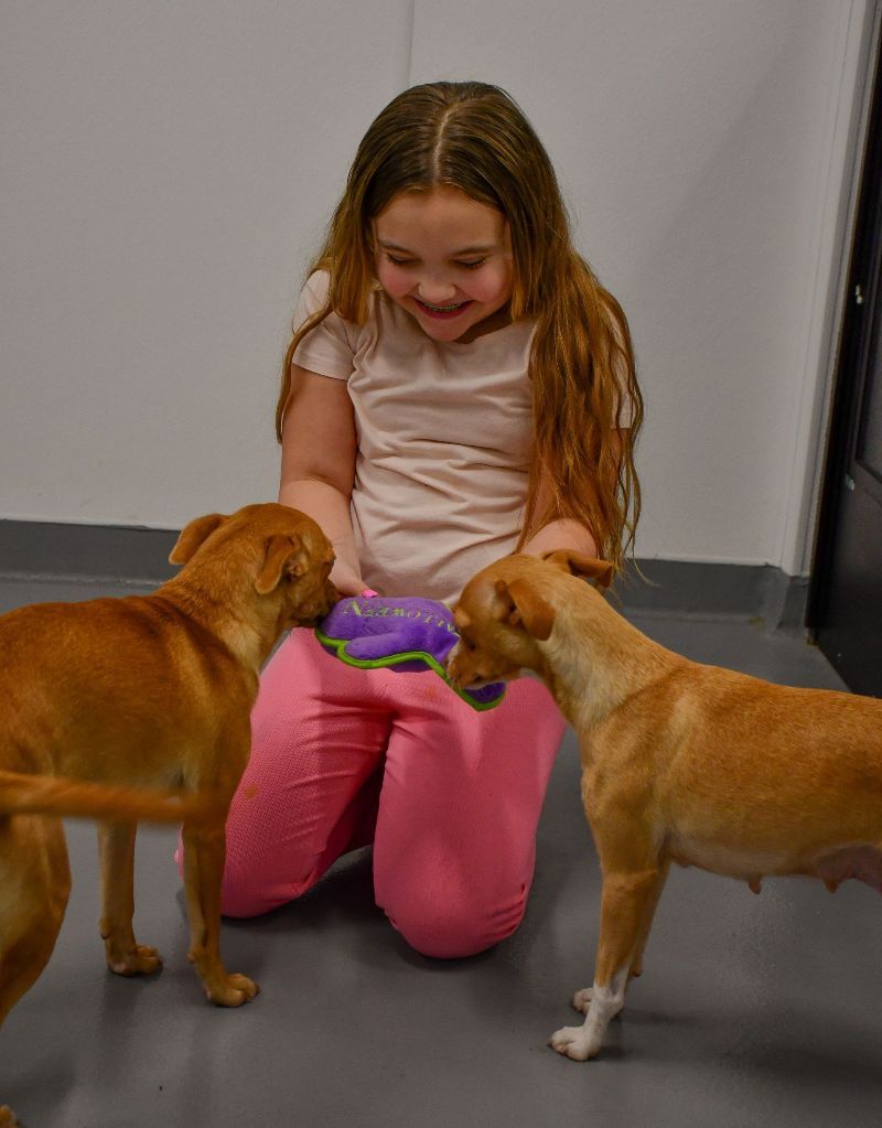 A little girl is playing with two dogs on the floor.