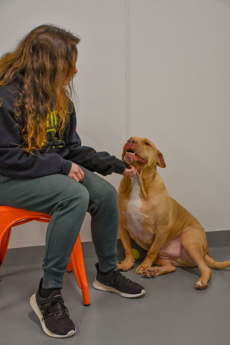 A woman is sitting on an orange chair petting a brown dog.
