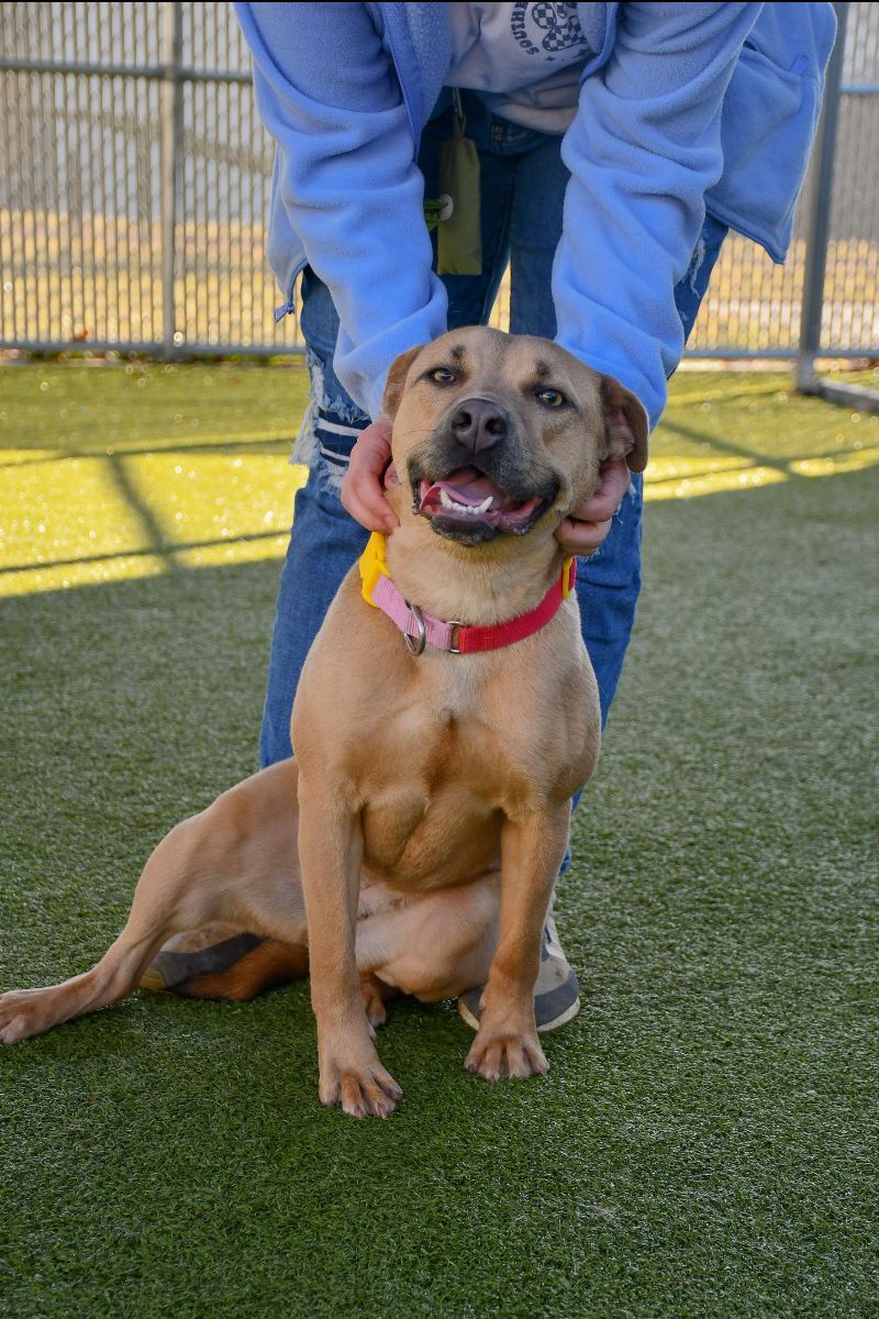 A person is holding a dog that is sitting on the grass.