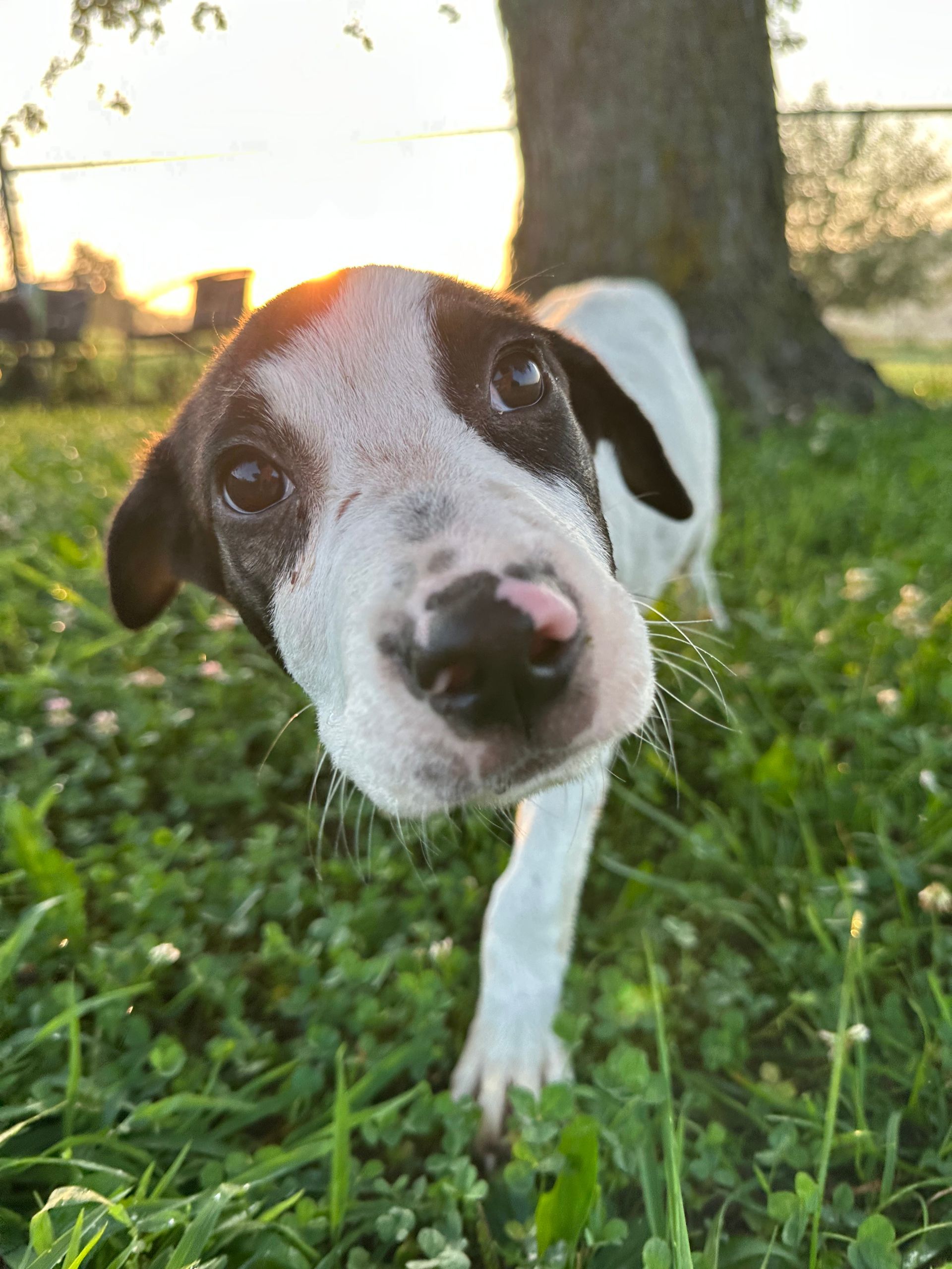 A brown and white dog is sticking its tongue out in the grass.