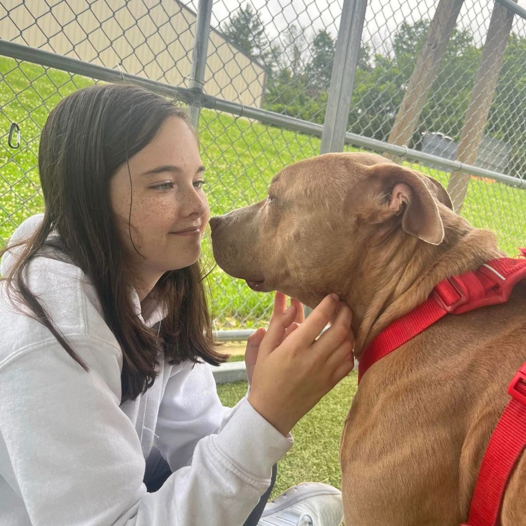 A girl is petting a brown dog with a red harness.