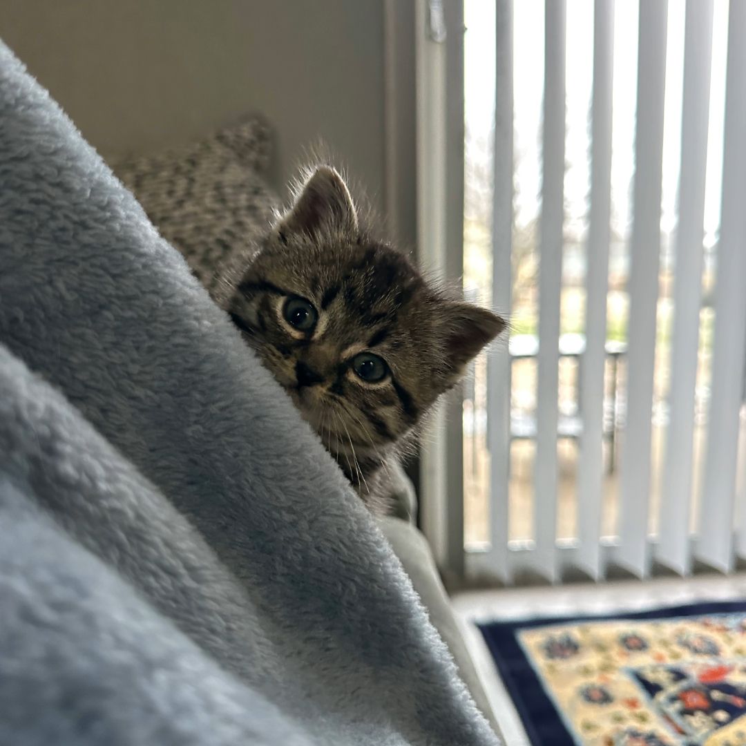 A kitten is peeking out from behind a blanket in a living room.