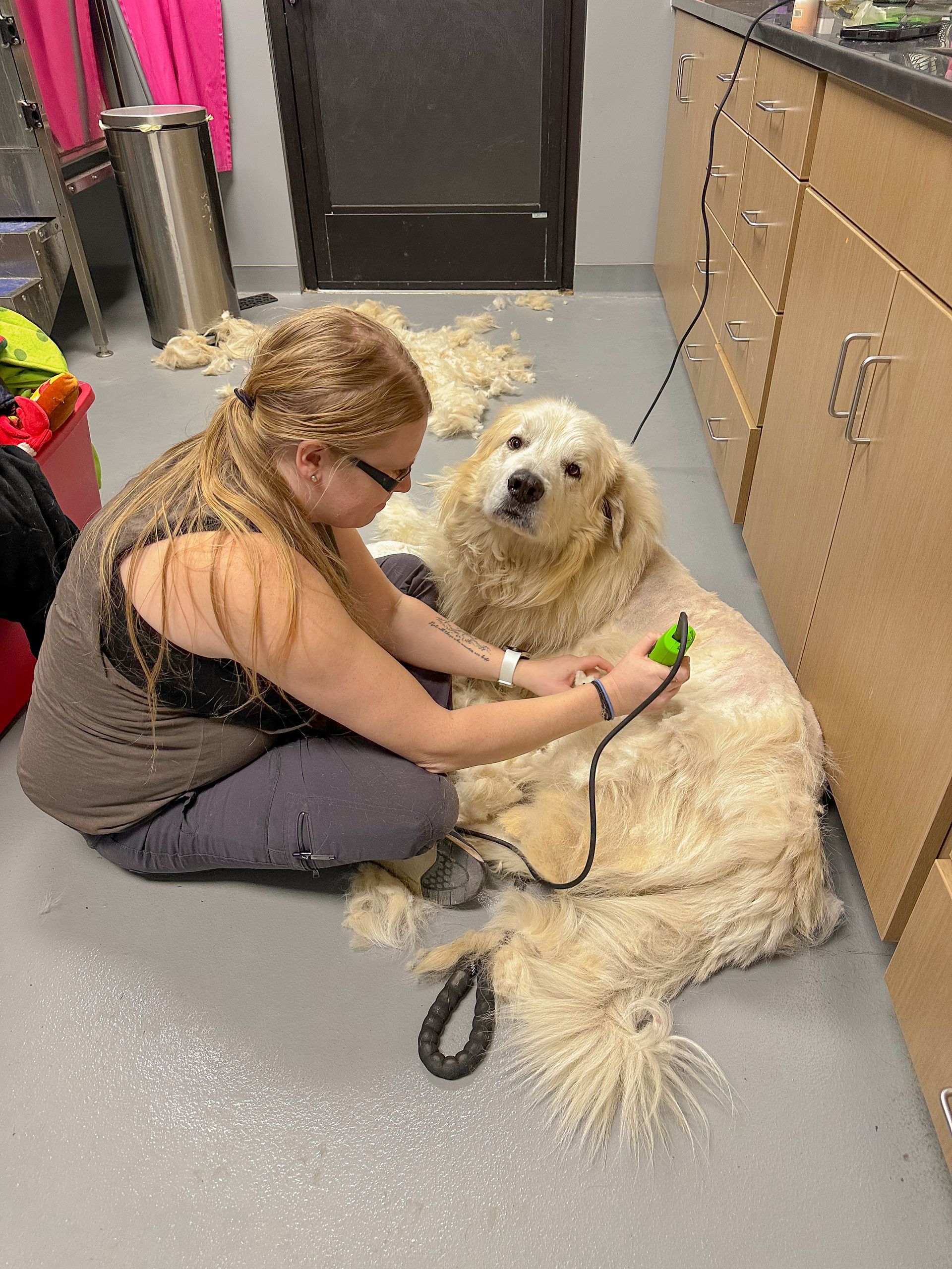 A person shaves a large, fluffy, white dog with clippers indoors.