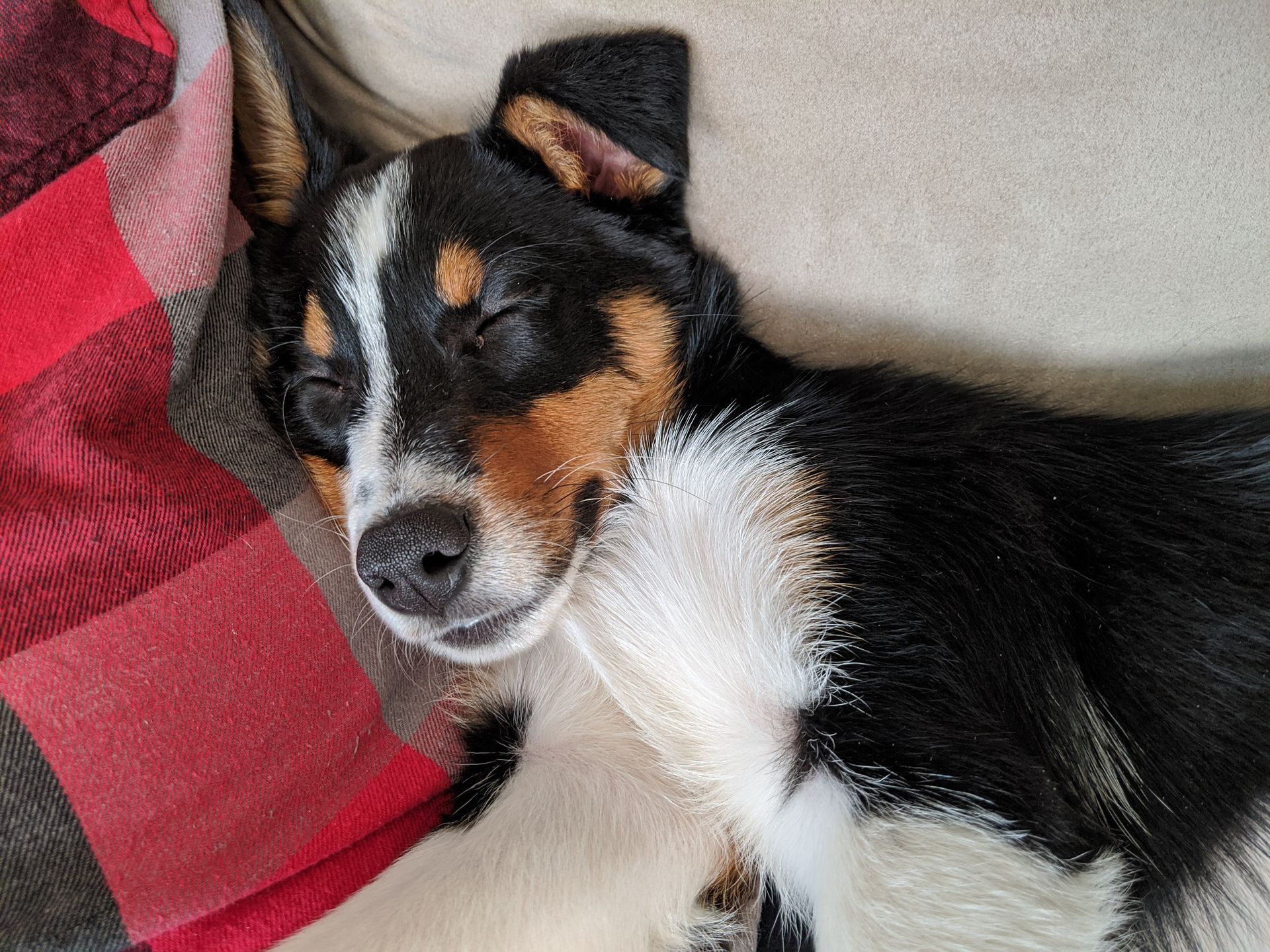 A black and white dog is laying on a couch with its eyes closed.