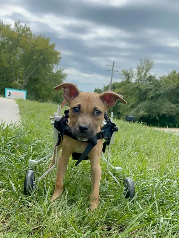 A dog in a wheelchair is standing in the grass.