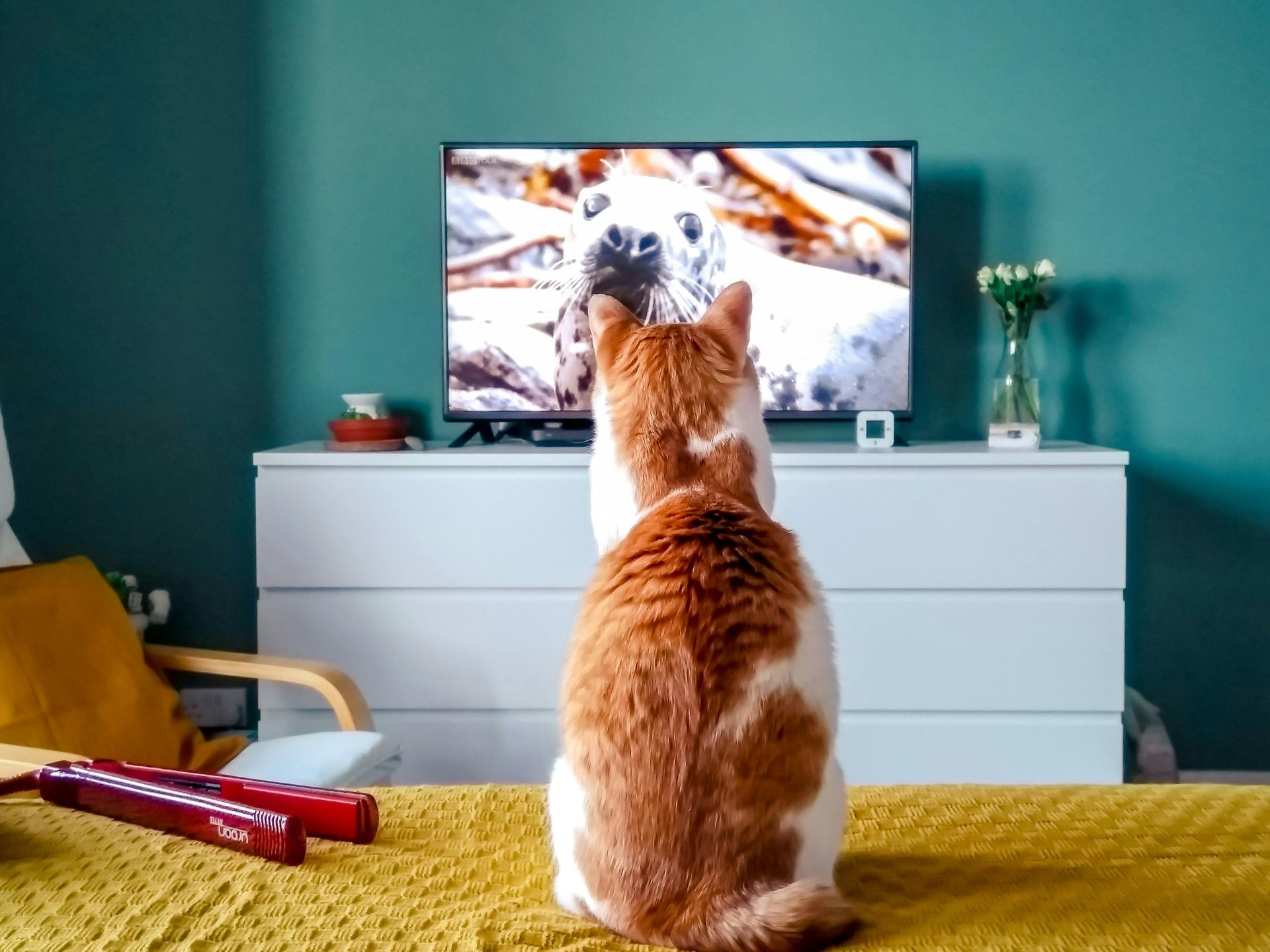A cat is sitting on a bed watching a television.
