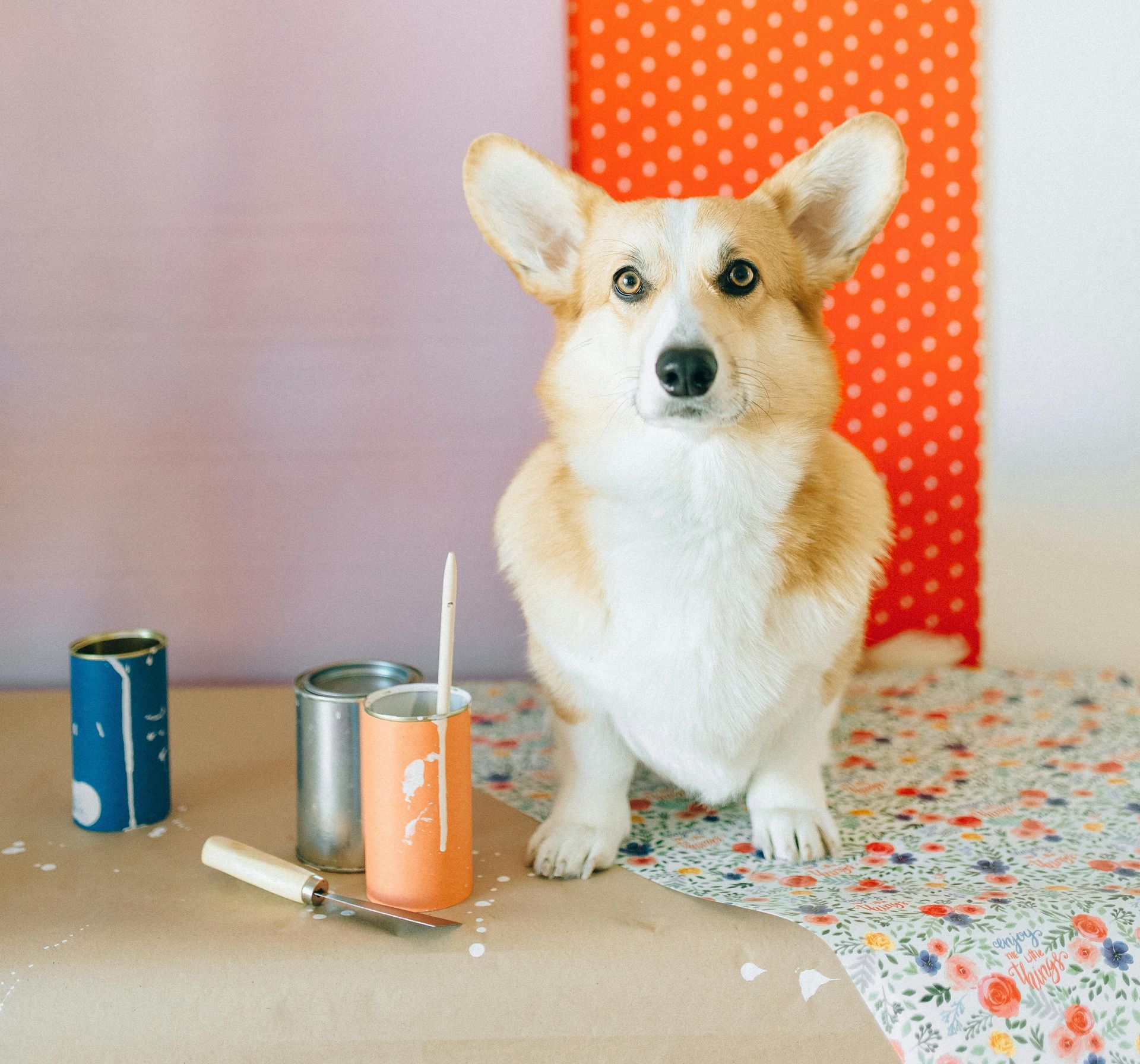 A corgi dog is sitting on a table next to a can of paint.