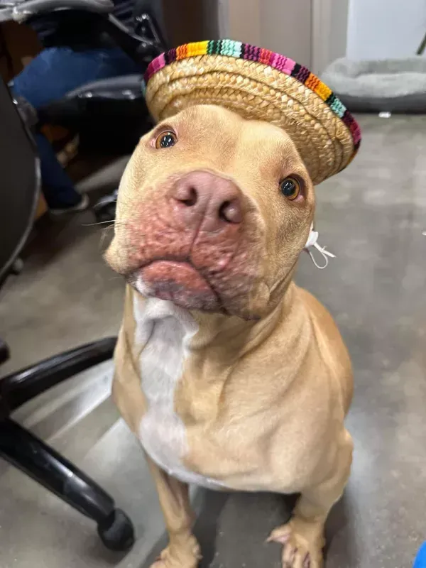 A dog wearing a sombrero is sitting on a chair.
