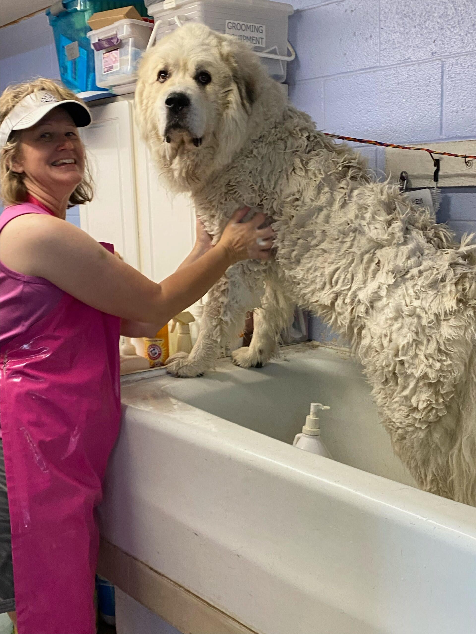 A woman is washing a large white dog in a bathtub.