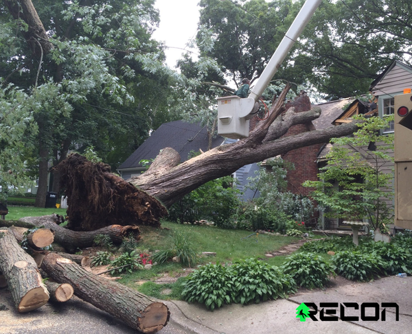Tree removal service Charlotte, NC