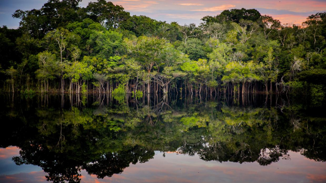 Iniciativas de reintrodução de ecossistemas impulsionam a conservação ambiental