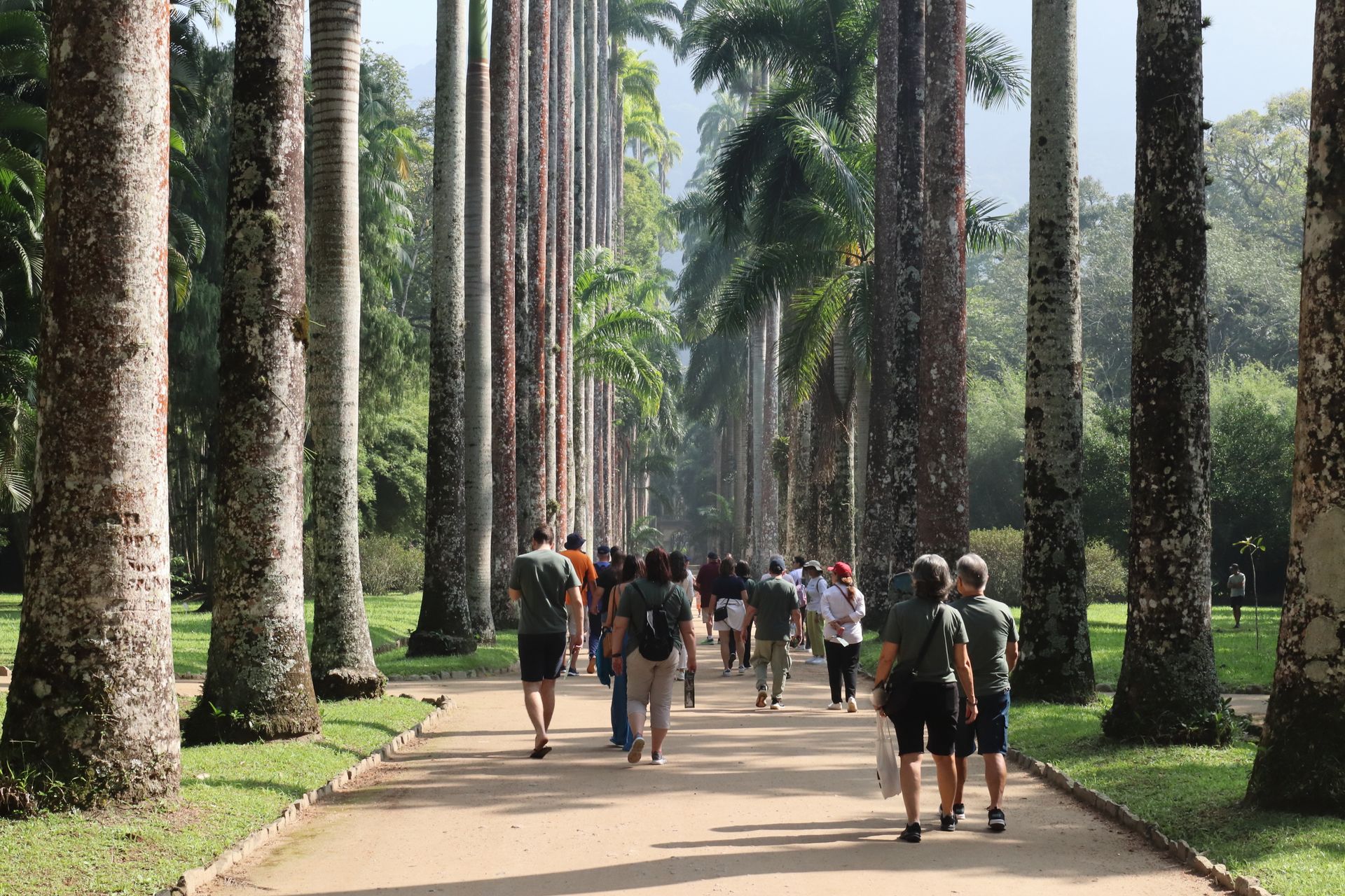 Pessoas caminham por uma trilha ladeada por palmeiras altas e uniformes. Grama verde ladeia a passarela sob um céu nublado.